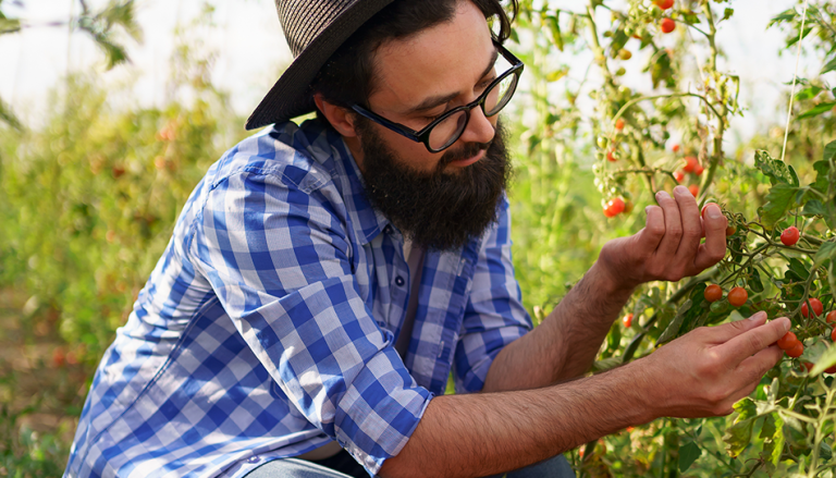 Lee más sobre el artículo Descubre el Programa Canadiense para Trabajadores Agrícolas Latinos: Requisitos y Oportunidades